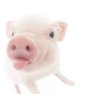 Meet your Posher, Genevieve